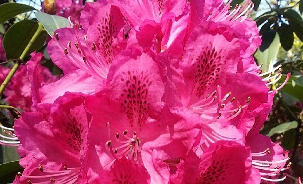 Rhododendronblüte in Pink