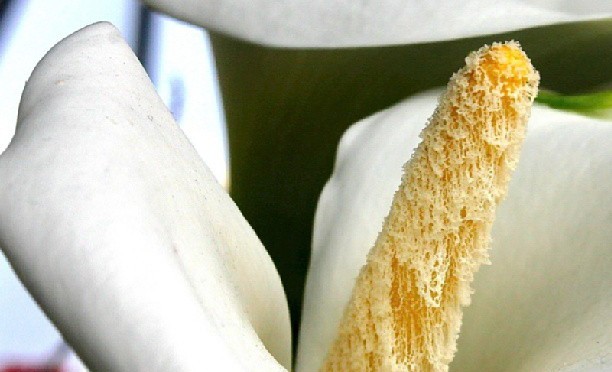 Calla: weiße Blüte