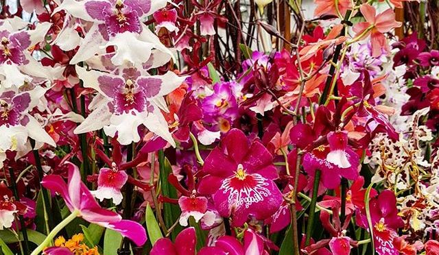 Orchideenvielfalt im Keukenhof (NL) – 04-2018