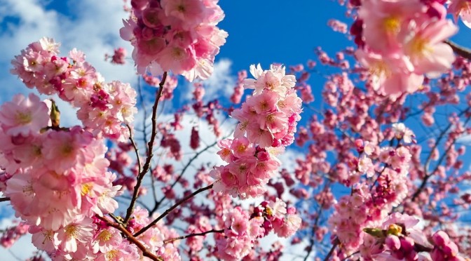Neues aus dem ForstBo: Kirscheblüten und Magnolien – März 2022